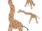 Giraffe Grasping Toy image